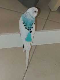 Lost Budgerigar