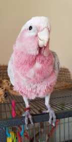 Lost Galah Cockatoo