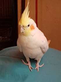 Lost Cockatiel