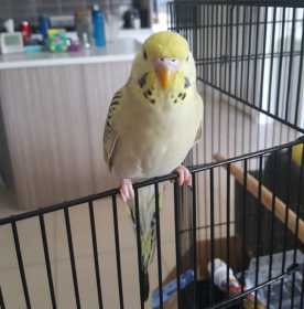 Lost Budgerigar