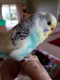 Lost Budgerigar