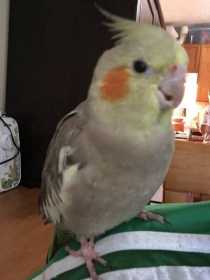 Lost Cockatiel