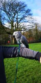 Lost African Grey