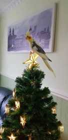 Lost Cockatiel