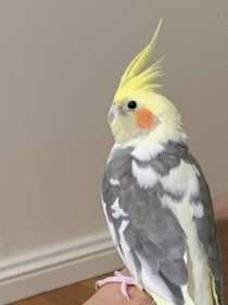 Lost Cockatiel