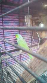 Lost Indian Ringneck Parakeet