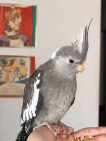 Lost Cockatiel