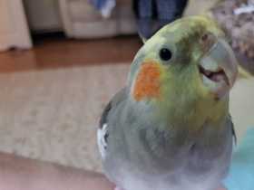 Lost Cockatiel