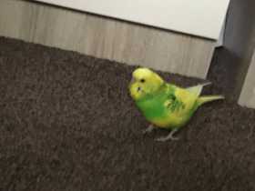 Lost Budgerigar