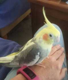 Lost Cockatiel