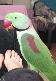 Lost Alexandrine