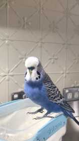 Lost Budgerigar