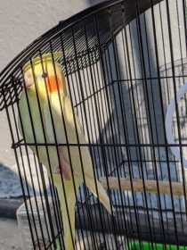 Lost Cockatiel