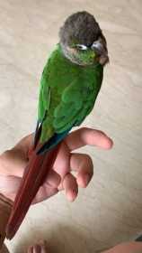 Lost Conure