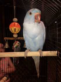 Lost Indian Ringneck Parakeet