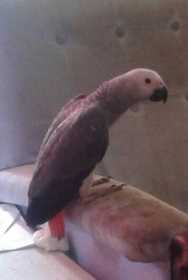 Lost African Grey