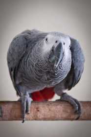 Lost African Grey