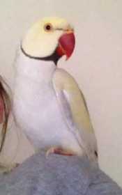 Lost Indian Ringneck Parakeet