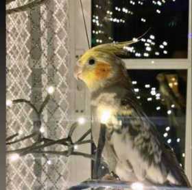 Lost Cockatiel
