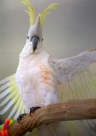 Lost Conure