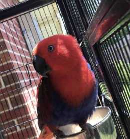 Lost Eclectus