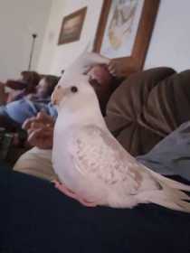 Lost Cockatiel