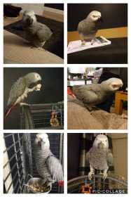 Lost African Grey