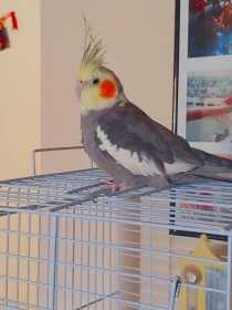 Lost Cockatiel