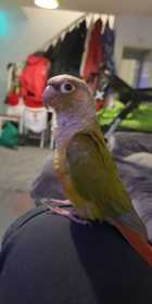 Lost Conure