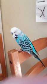 Lost Budgerigar