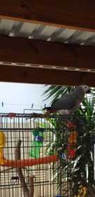 Lost African Grey