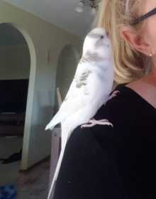 Lost Budgerigar