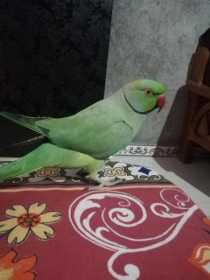 Lost Indian Ringneck Parakeet