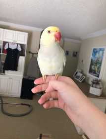 Lost Indian Ringneck Parakeet