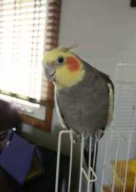 Lost Cockatiel