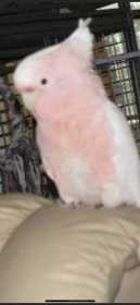 Lost Major Mitchell Cockatoo