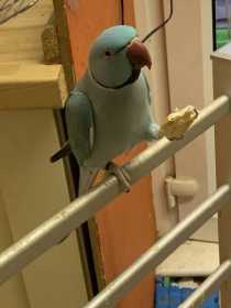 Lost Indian Ringneck Parakeet
