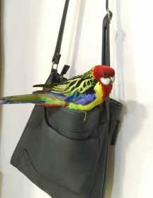 Lost Rosella