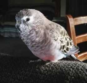 Lost Bourke's Parakeet