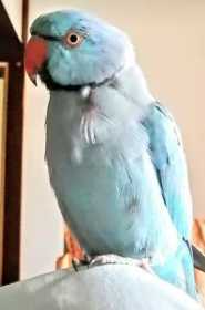 Lost Indian Ringneck Parakeet