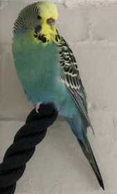 Lost Budgerigar