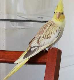 Lost Cockatiel