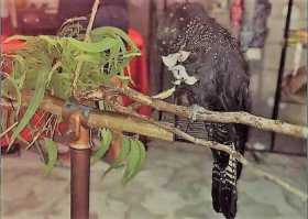 Lost Black Cockatoo
