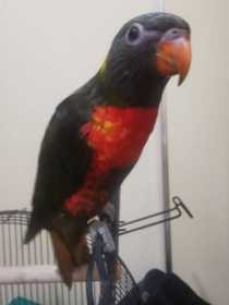 Lost Lory / Lorikeet