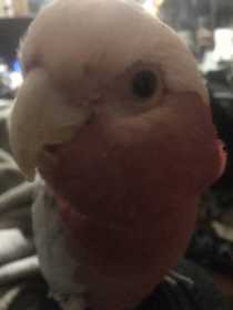 Lost Galah Cockatoo