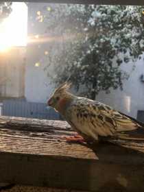 Lost Cockatiel