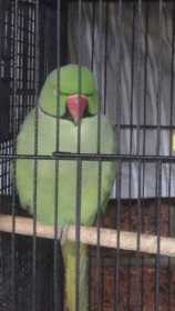 Lost African Ringneck Parakeet