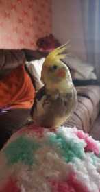 Lost Cockatiel