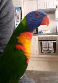 Lost Lory / Lorikeet