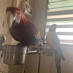 Lost Macaw